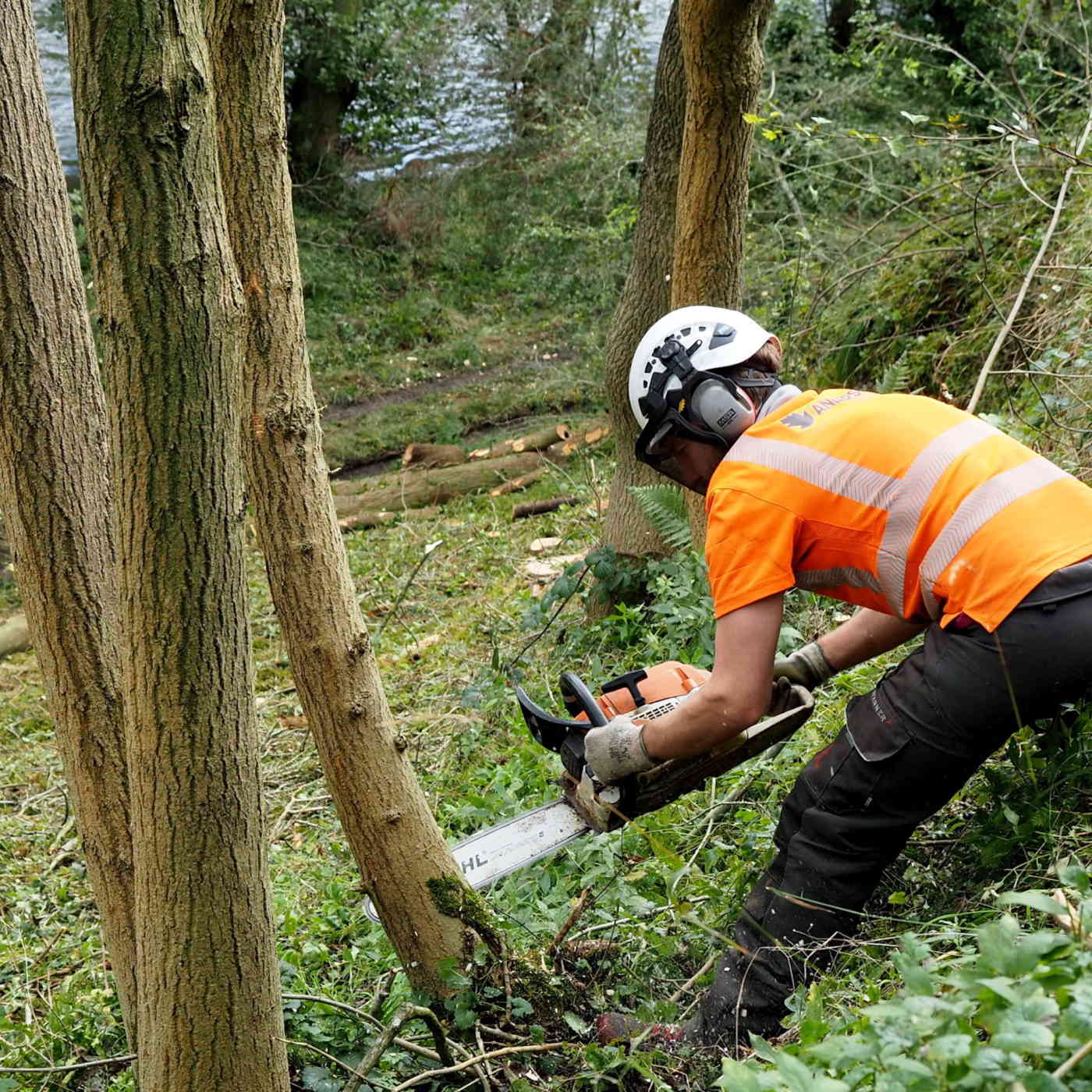 Felling trees