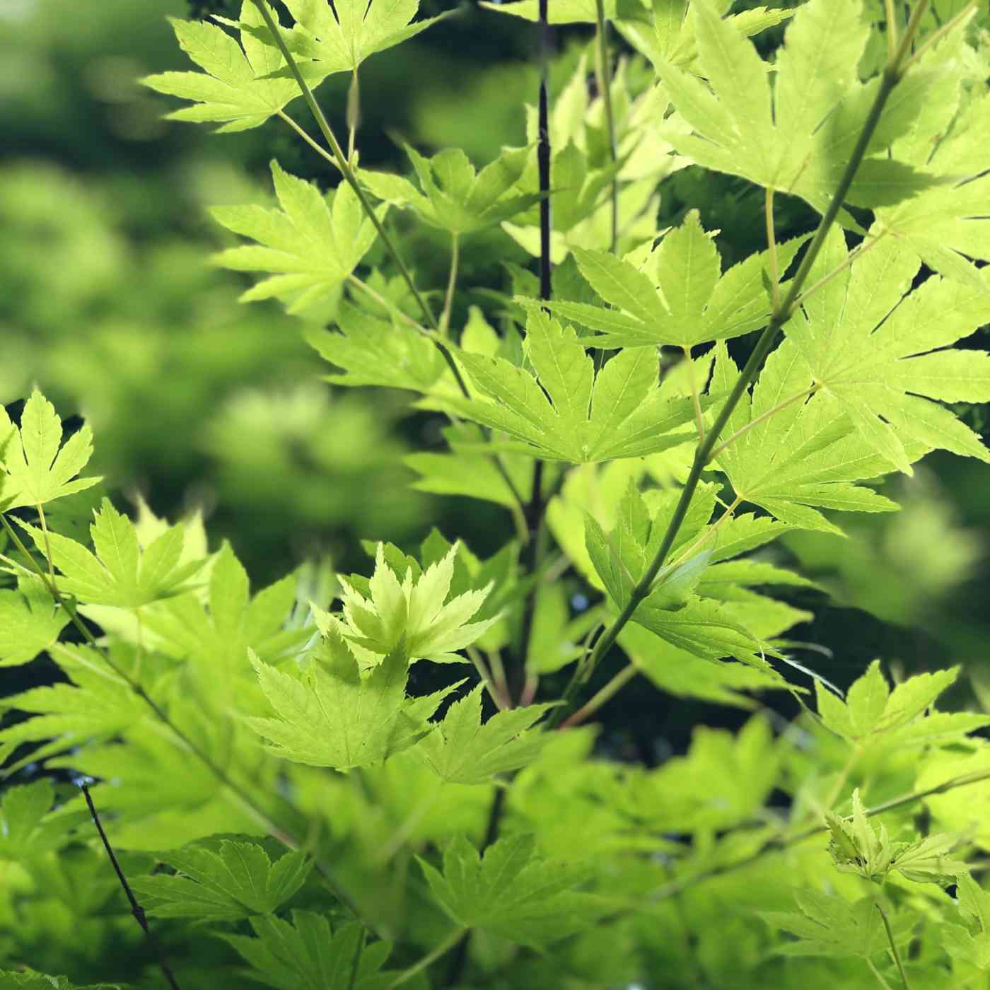 Tea tom hl K Kip GR u I unsplash