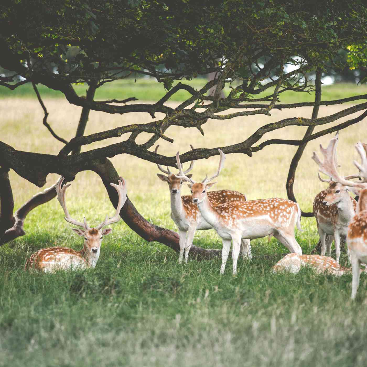 Thomas kelley 4w8 xhdc Zo U unsplash